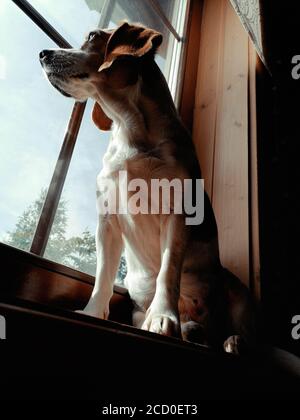 Blick auf einen Beagle, der auf der Fensterbank sitzt und aus dem Fenster schaut. Stockfoto