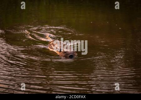 Eurasischer Biber Stockfoto