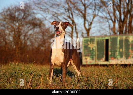 Lustiges Whippet, das in einem Park herumspielt Stockfoto