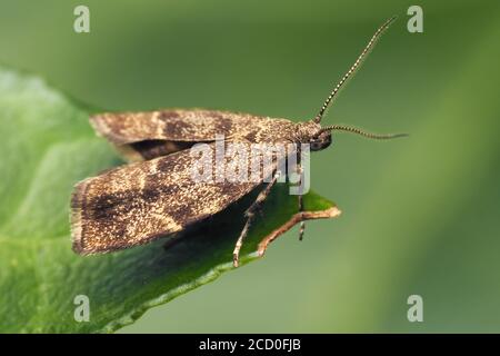 Brennnessel Tap Moth (Anthophila fabriciana) auf Efeu Blatt. Tipperary, Irland Stockfoto