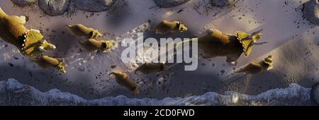 Triceratops horridus Familie, Dinosaurierherde am Strand Stockfoto