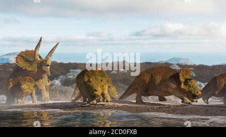 Triceratops horridus Familie, Gruppe von Dinosauriern in schöner Landschaft Stockfoto