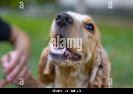 spaniel Klaue Pflege Hund Nägel in der Natur. Auf einem grünen Hintergrund. Schneiden Sie Ihren Hund die Nägel Groomer Haarschnitt Cocker Spaniel auf dem Tisch für die Pflege in der Stockfoto