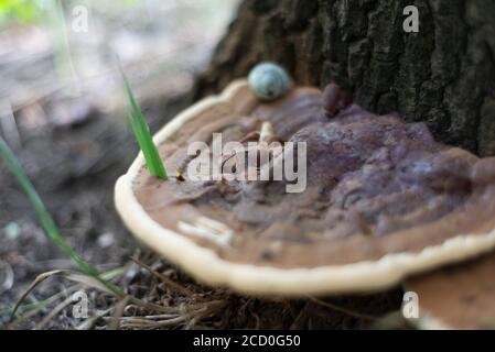 Alte Waldpilze aus der Nähe. Großer Pilz versteckte sich unter Kiefernnadeln. Pilz in der Nähe ein großer Pilz wächst auf dem Baum und der Textur des Baumes. Cl Stockfoto
