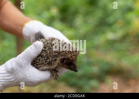 Hält einen kleinen Igel in Handschuhen. Auf einem grünen Bokeh Hintergrund. Wildtiere, stachelige Dornen eines Igels in den Händen eines Kerls, hält ihn in Handschuhen Littl Stockfoto