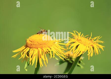Bienenbestäubung auf gelber Blume Stockfoto