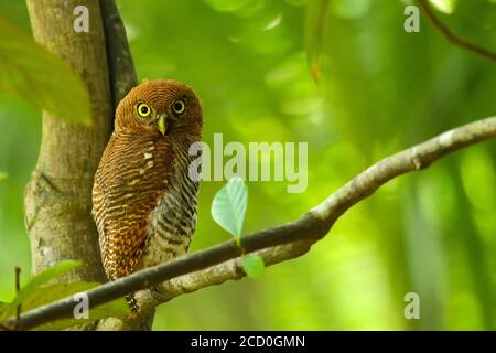 Jungle Owlet, Gottes eigenes Land, Keralas aufregende Ökosphäre ist die Heimat einer aufregenden Auswahl an Vogelarten, was es zu einem Paradies für Vogelfreunde macht. Stockfoto
