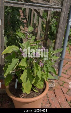 Sommer blühende Lila Blumen auf einer Aubergine oder Aubergine Pflanze (Solanum melongena „Pot Black“) Wächst in einem Terrakotta-Pflanzer durch ein Gewächshaus Stockfoto