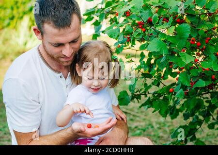 Familienkonzept für Outdoor-Aktivitäten. Vater und Tochter ernten Weißdornbeeren im Garten. Selektiver Fokus auf das Mädchen. Stockfoto