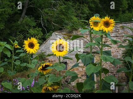 Sonnenblumen, Helianthus, in einem englischen Hüttengarten im Northumberland Dorf Blanchland. Stockfoto
