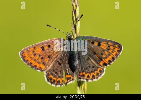 Rußiger Kupferschmetterling - Lycaena tityrus, schöner Farbschmetterling aus europäischen Wiesen und Weiden, Zlin, Tschechische Republik. Stockfoto