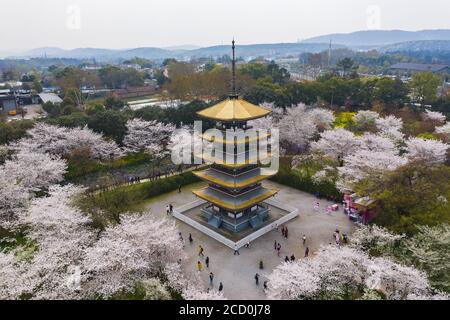 Wuhan East Lake Sakura Garden. Dieses Mal ist die Kirsch-Sakura-Blüte Saison. Für Reisen um Wuhan Stockfoto