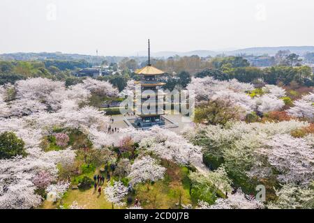 Wuhan East Lake Sakura Garden. Dieses Mal ist die Kirsch-Sakura-Blüte Saison. Für Reisen um Wuhan Stockfoto