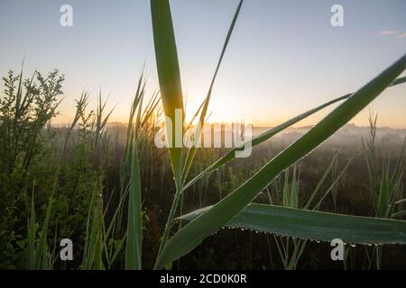 Morgentau auf Schilfblättern im Schönramer Filz Moor, Oberbayern, Süddeutschland Stockfoto