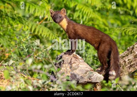 Pine Marten (Martes martes), Seitenansicht eines erwachsenen Mannes, der auf einem Felsen steht. Schauen Sie aufmerksam herum. Stockfoto