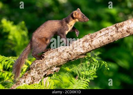 Baummarder (Martes martes), Seitenansicht von einem erwachsenen Mann zu Fuß auf einen alten Stamm Stockfoto