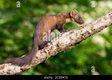 Pine Marten (Martes martes), Erwachsene auf einem alten Stamm in Italien thront. Lecken der Rinde. Stockfoto