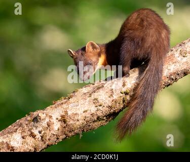 Pine Marten (Martes martes), Erwachsener auf einem Zweig thront, Blick über die Schulter. Stockfoto