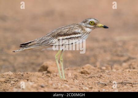 Steincurlew (Burhinus oedicnemus), Seitenansicht eines Erwachsenen, der auf einem Wüstenboden im Oman steht Stockfoto