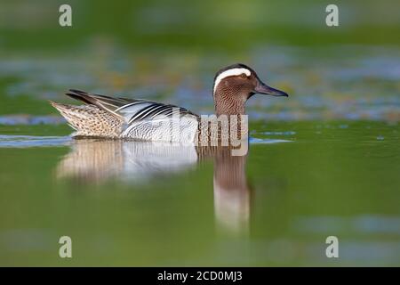 Krickente (Anas querquedula), Seitenansicht eines Drake schwimmen in einem Teich Stockfoto