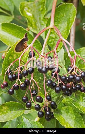 Holunderbeeren, (Sambucus nigra.) Stockfoto