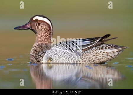 Krickente (Anas querquedula), Seitenansicht eines Drake schwimmen in einem Teich Stockfoto