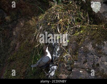 British White-Throated Dipper (Cinclus cinclus gularis), Rogie Falls, Highland, Schottland. Unterart der östlichen Teile von Großbritannien. Besuch von i Stockfoto