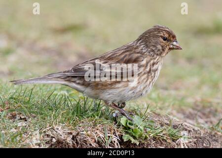 British Twite (Carduelis flavirostris pipilans), Durness, Highland, Schottland. Stehen auf dem Boden im Frühjahr. Stockfoto