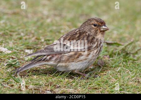 British Twite (Carduelis flavirostris pipilans), Durness, Highland, Schottland. Stehen auf dem Boden im Frühjahr. Stockfoto