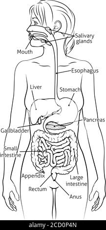 Menschliche Verdauungssystem Frau Anatomie Diagramm Stock Vektor