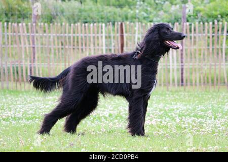 Nahaufnahme eines schwarzen afghanischen Hundehundes, der darin steht Ein Feld mit offenem Mund Stockfoto