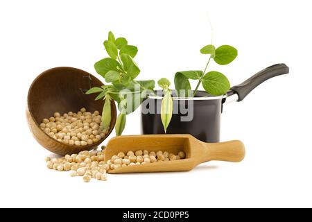 Getrocknete Kichererbsen, die aus einer Schüssel und einem Holzlöffel mit einer frischen grünen Pflanze und Schoten in einem Topf über Weiß verschüttet werden Stockfoto