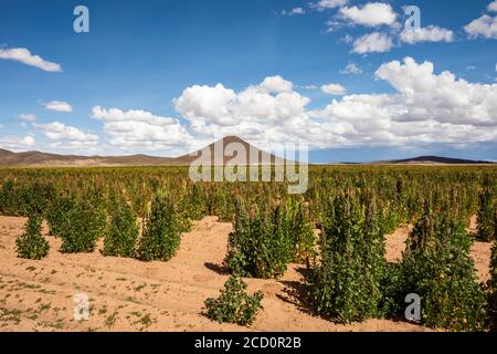 Quinoa Plantage; Nor Lipez Provinz, Potosi Department, Bolivien Stockfoto