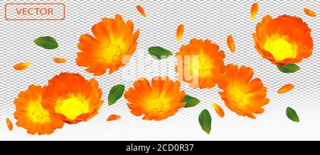 3D realistische Ringelblume mit grünem Blatt. Gelbe Ringelblume in Bewegung. Schöne Ringelblume Hintergrund. Ringelblume. Vektorgrafik. Stock Vektor