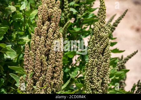 Quinoa Plantage; Nor Lipez Provinz, Potosi Department, Bolivien Stockfoto