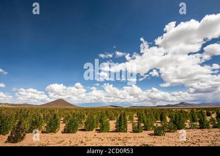 Quinoa Plantage; Nor Lipez Provinz, Potosi Department, Bolivien Stockfoto