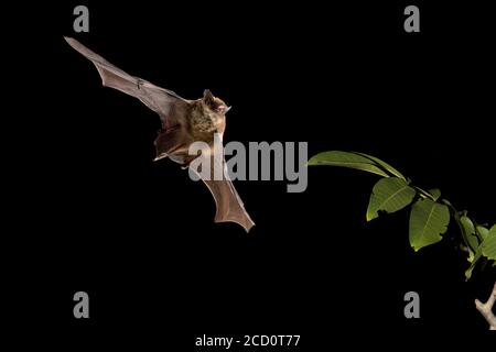 Kuhls Pipistrelle (Pipistrellus kuhlii) im Flug im Wald. Stockfoto