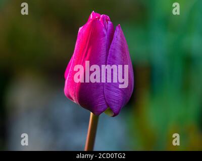 Seitenprofil der lila Tulpe mit geschlossenen Blütenblättern Stockfoto