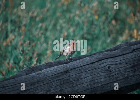 Selektive Fokusaufnahme eines kleinen Singvögels namens Chaffinch Auf einem Baumstamm Stockfoto