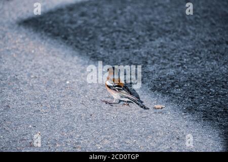 Selektive Fokusaufnahme eines kleinen Singvögels namens Chaffinch Auf dem Boden gelegen Stockfoto