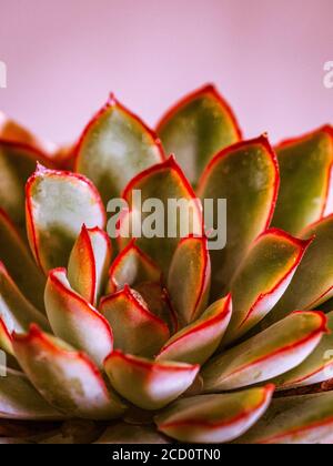 Geteilte getönte Bild von echeveria Sukkulente Pflanze mit Spikey grün Blätter und rote Ränder innen Stockfoto