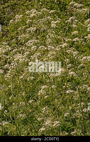 Eine früh blühende Pflanze mit Seitenstreifen und Holzkanten Stockfoto