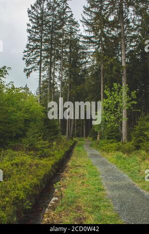 Wasserbach und Gehweg im Wald des Nationalparks Harz, Deutschland Stockfoto