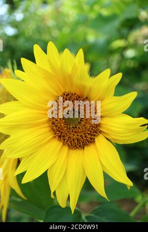 Gelbe Sonnenblume im Garten, Sonnenblumenkopf, Sonnenblume mit zarten Blütenblättern und Sträuchern, Sommerblume, Blumenfoto, Schönheit in der Natur, Makrofoto Stockfoto