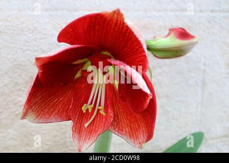 Rote Amaryllis mit weichen Blütenblättern und langen weißen Staubgefäßen, rote Amaryllis mit Knospen, Blütenkopf, rotes Blumenmakro, Schönheit in der Natur, Blumenfoto, Makro Stockfoto