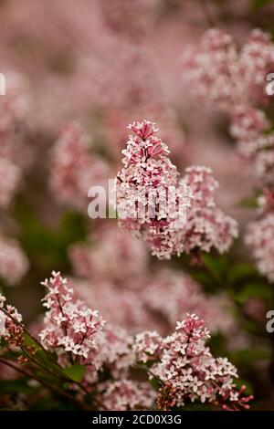 Zweige mit rosa Blüten auf einem gemeinen Fliederstrauch Stockfoto