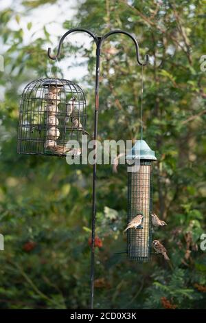 Baumspatzen (Passer Montanus) Fütterung von Fettbällen und Vogelsaat auf zwei Gartenvogel Zuführungen Stockfoto