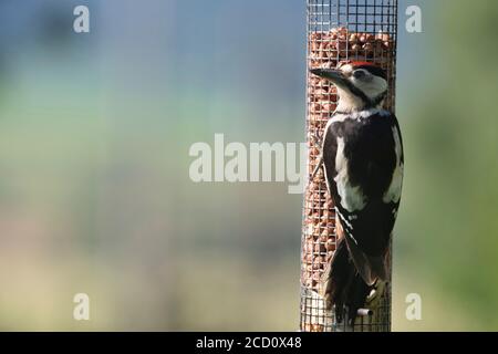 Ein Jugendlicher Buntspecht (Dendrocopos major), auch Rattenspecht genannt, hält einen Aussichtspunkt, während er auf einem Erdnussvogelfutterhaus steht Stockfoto