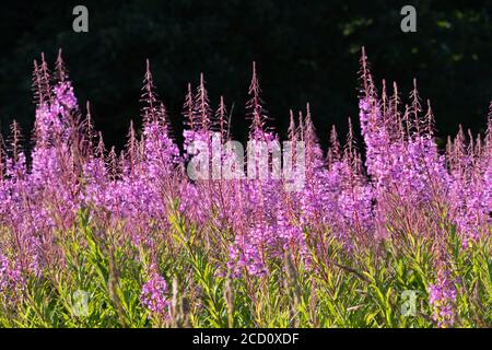 Ein Stück Rosebay Willowherb (Chamerion Angustifolium) In Sunshine Against a Dark Background Stockfoto