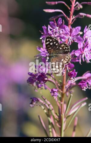 Ein gesprenkelter Waldschmetterling (Pararge Aegeria), der sich auf Rosebay Willowherb ernährt (Chamerion Angustifolium) im ländlichen Aberdeenshire Stockfoto